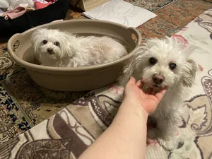 تجریه خرید لگن حمام هوم کت کد 4721