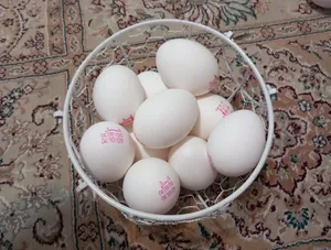 تجریه خرید سبد نظم دهنده مدل مرغ