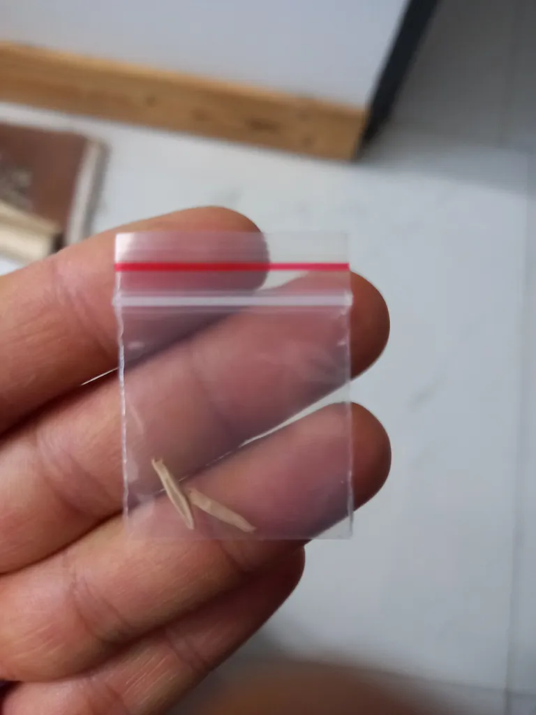 بذر بنسای آدنیوم صورتی سانیا سید مدل A03