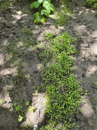 بذر سبزی خوراکی پرمصرف گلبرگ پامچال کد G-P-GP-08 مجموعه 8 عددی