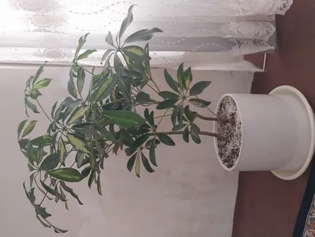 گل طبیعی شفلرا ابلغ تافکو کد 2026