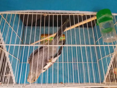 کاور قفس حیوانات کد 1030