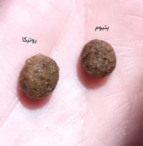 تجریه خرید غذای خشک گربه پتیوم مدل ADULT وزن 1.5 کیلوگرم
