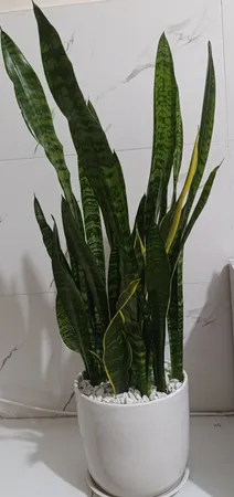 گیاه طبیعی سانسوریا کد AS-27