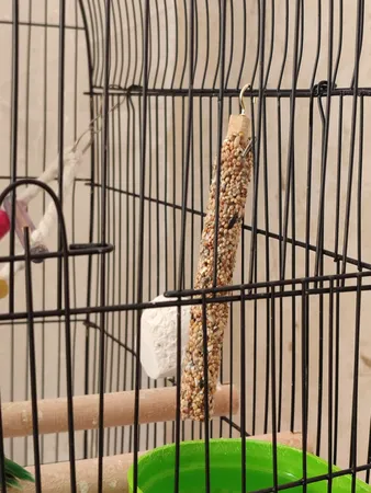 تشویقی طوطی هپی برد مدل استیک پرستیژ وزن 60 گرم