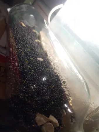 بذر پلنت آکواریوم مدل چمن ریز کوبایی