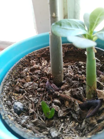 بذر ساکولنت هاورتیا بذر طلایی رویان کد BZT-122