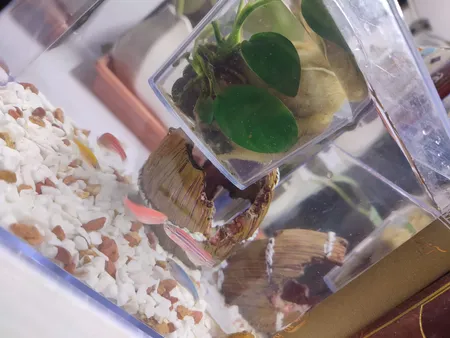 گلدان طرح آکواریوم کد ck106