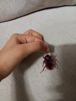 بسته آموزشی کودکان با حشرات بسته 5 عددی سوسک