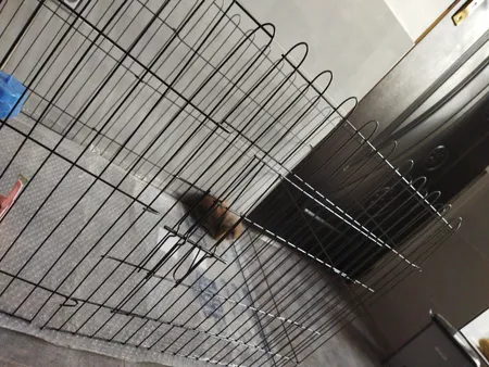 پارک سگ کد 01