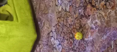 اسباب بازی گربه و سگ توپ زنگوله دار مدل Plastic Bell Balls بسته 6 عددی