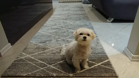 فرش ماشینی ساوین کد 4083 زمینه طوسی