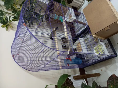 قفس عروس هلندی مدل 1034