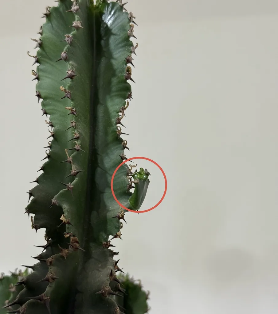 پروژکتور رشد گیاه 50 وات مدل PL