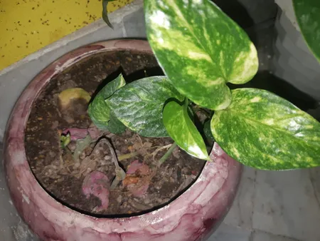 سم قارچ کش بنومیل بسته 30 گرمی