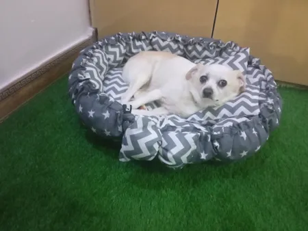 جای خواب سگ و گربه مدل mypet367