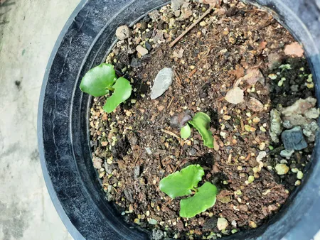 بذر بنسای گل یخ وانیا سید مدل N62