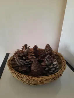 میوه تزیینی درخت کاج کد 62 مجموعه 5 عددی