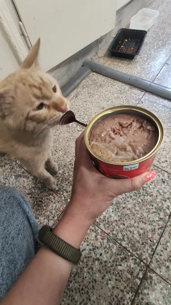 کنسرو غذای گربه وکسی مدل ‌پته گوشت وزن 800 گرم