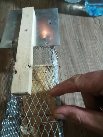 تله موش مدل قفسی