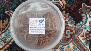 تجریه خرید تشویقی مرغ مینا فود فارمز لند مدل میل ورم وزن 50 گرم