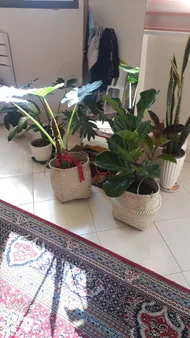 عکس ارسالی خریدار