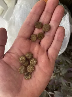 غذای سگ بالغ فیدار پاتیرا مدل Guard Adult وزن 20 کیلوگرم