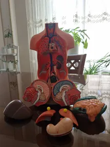 تجریه خرید بازی آموزشی طرح مولاژ نیم تنه انسان مدل ASM06