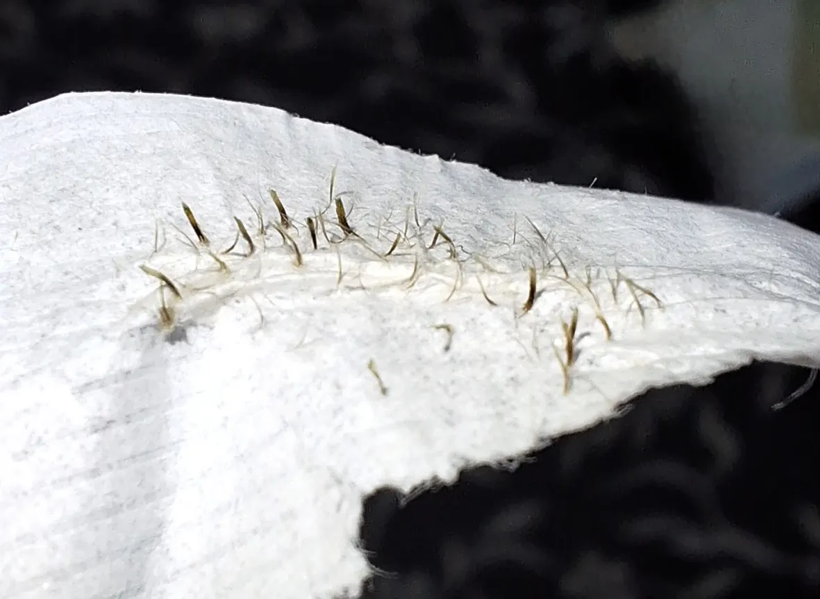 چسب‌ پاک کننده بینی بریلی مدل چای سبز حجم 17 میلی لیتر