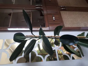 تجریه خرید سم قارچ کش مانکوزب سبز دارو کد S10 وزن 50 گرم