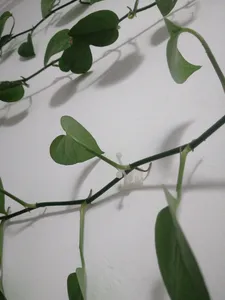 تجریه خرید گیره مدل پتوس کد G20 بسته 20 عددی