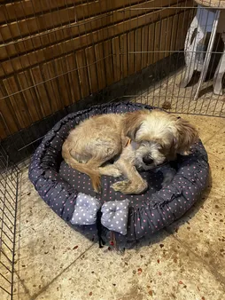 لانه خواب سگ و گربه مدل Petino کد 380