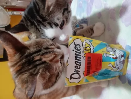 غذای تشویقی گربه دریمز مدل Snack With Salmon and Chese وزن 60 گرم