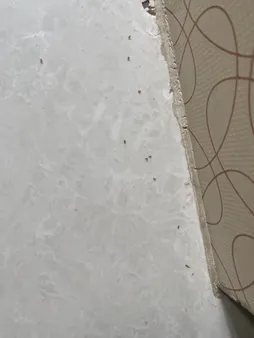 ژل مورچه کش برسودا مدل َA25 وزن 25 گرم