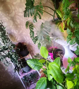 تجریه خرید دستگاه بخور سرد مدل Ultrasonic