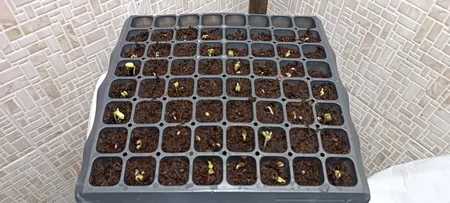 بذر گل نیلوفر رونده الوان گلبرگ پامچال کد GPF-093