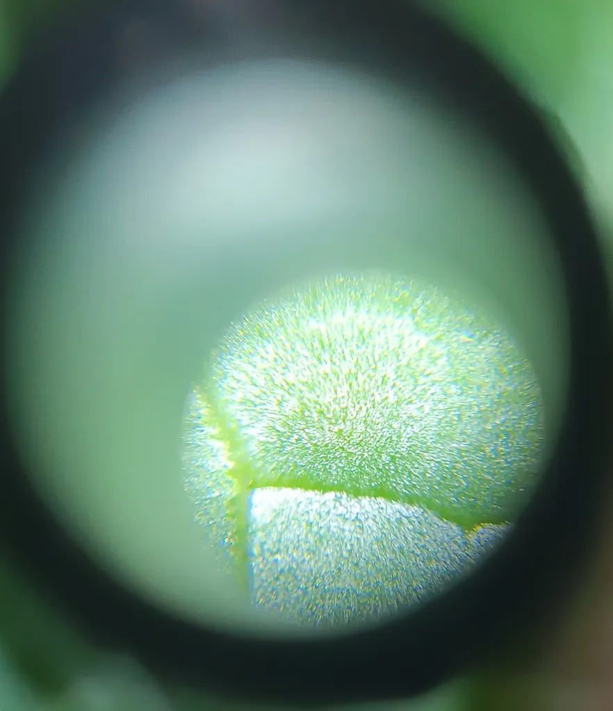 میکروسکوپ مدل FLW-ZX60