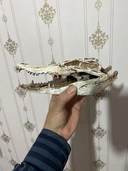 جمجمه تزیینی آکواریوم کد MS