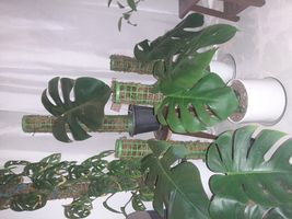 قیم بند کد 90cm بسته 3 عددی