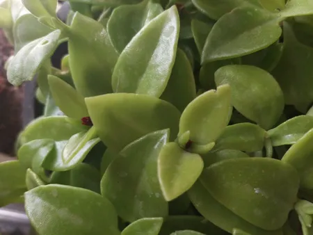 گل طبیعی ناز مدل AMS01