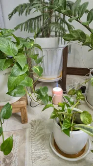 عکس ارسالی خریدار