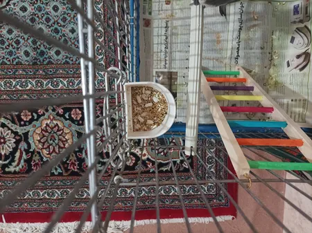 غذای طوطی سانان مدل Sm وزن 1 کیلوگرم