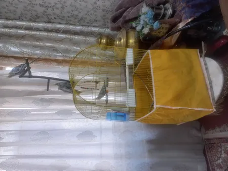 قفس عروس هلندی مدل 1034