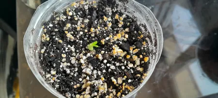 بذر بنسای آدنیوم ابسوم سانیا سید مدل 10