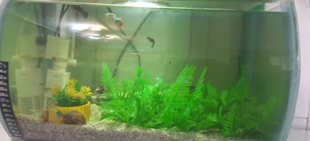 چمن مصنوعی مدل دکور سبز آکواریومی طرح سیکات سرو سایز 25x25 سانتی متر