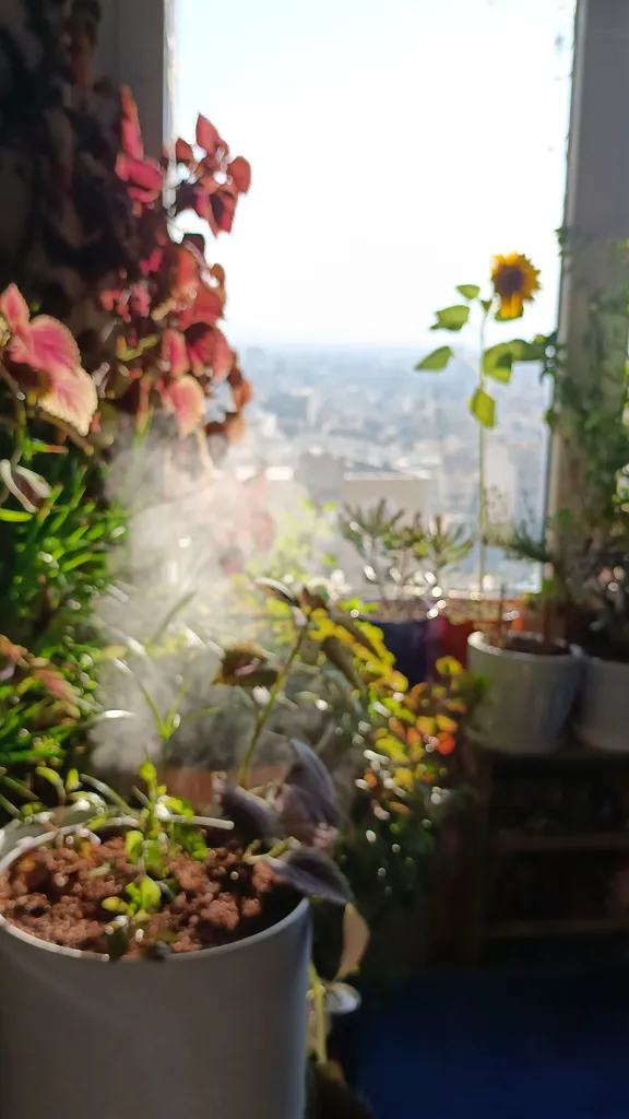 دستگاه بخور سرد بی ول مدل PRO10