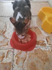 تجریه خرید کنسرو غذای گربه نوتری پت مدل Chicken Pate وزن 425 گرم