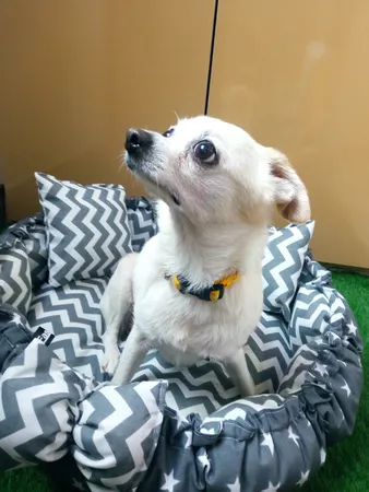 جای خواب سگ و گربه مدل mypet367