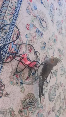 جلیقه پرواز طوطی سانان آواتور مدل عروس هلندی کد ۱۲۳