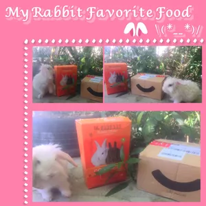 تجریه خرید غذای خرگوش یادگار مدل Pelleted وزن 1 کیلوگرم